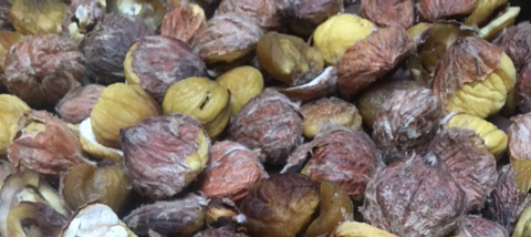 Newsletter de Décembre : les terres libres à l’honneur